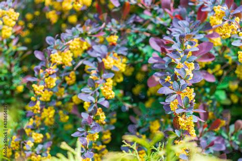 branches with flowers European barberry (Berberis vulgaris). Berberis ...