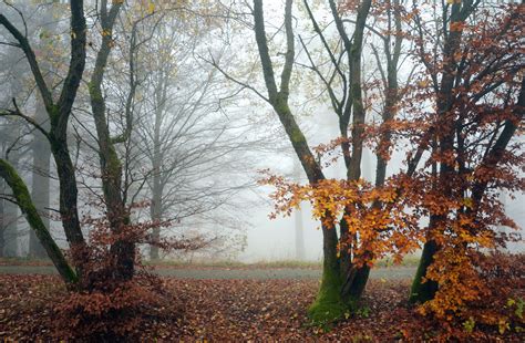 Free picture: fog, forest, road, tree, autumn