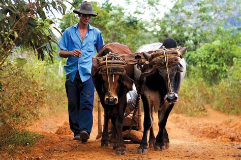 Hola Cuba - People to People for US citizens | Intrepid Travel US