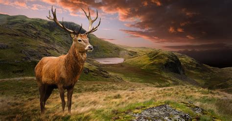 Red Deer Facts & Information | Cervus Elaphus - World Deer