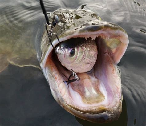 Shop Pike Fishing Lures Online in UK | Lure Fanatics