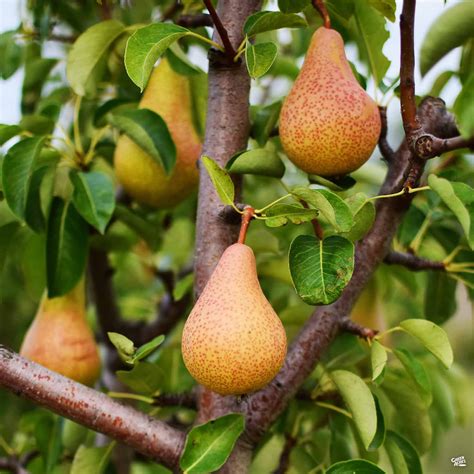 Pear 'Pineapple' — Green Acres Nursery & Supply