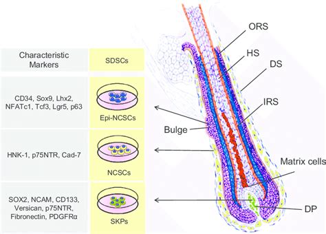 Diagram Of Human Hair Follicle