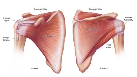 Rotator Cuff Injury Causes