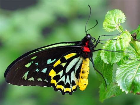 10 Queen Alexandra’s Birdwing Facts - Fact Animal