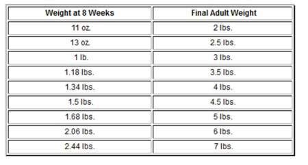 Chihuahua Growth Chart | Weight and Size Calculations