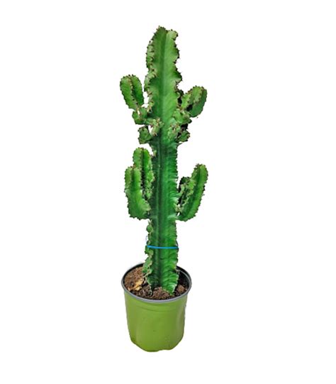 Candelabra Cactus (Euphorbia Eritrea)