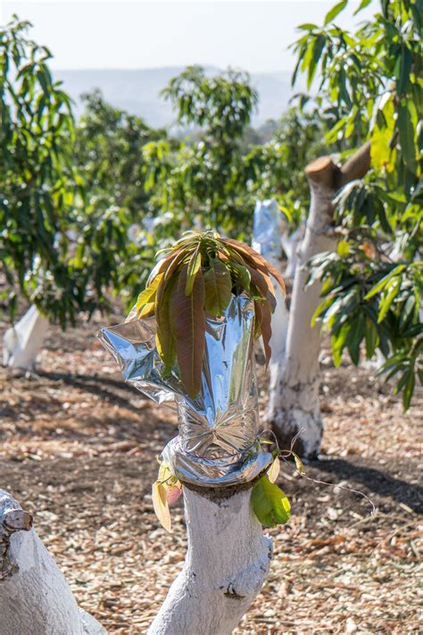 The Perfect Guide to Taking Care of Mango Trees