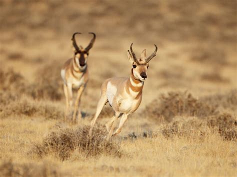 Pronghorn Antelope