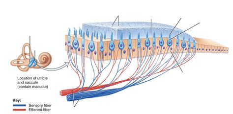 A&P Ch. 17: Section of the Macula Diagram | Quizlet