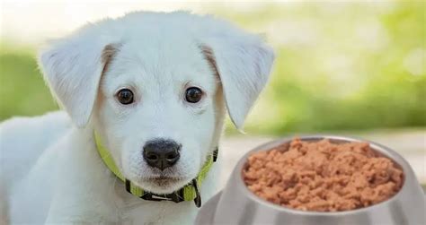 The 5 Best Canned Dog Foods Ever | See Our #1 Pick For 2021