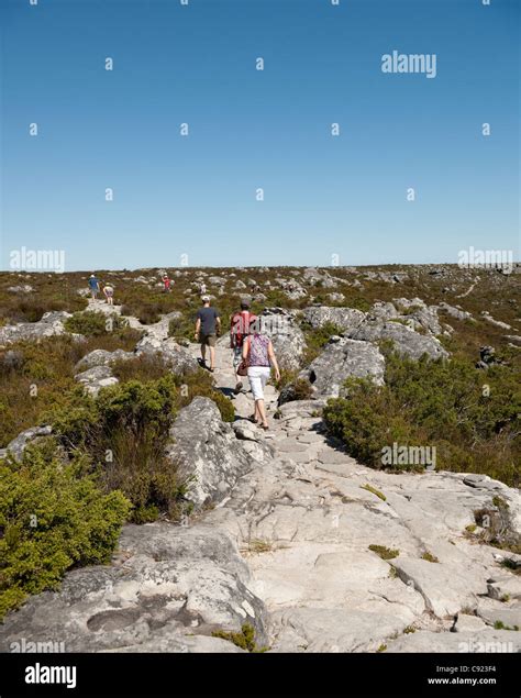 Flora on table mountain hi-res stock photography and images - Alamy