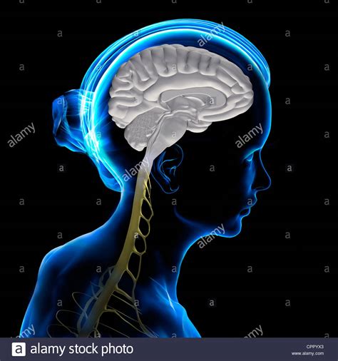 Brain Stem Stock Photos And Brain Stem Stock Images Alamy