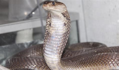 19 Captivating Facts About Nubian Spitting Cobra - Facts.net