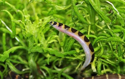 Kuhli Loach: Full Care Guide (with Aquarium Setup & Diet)