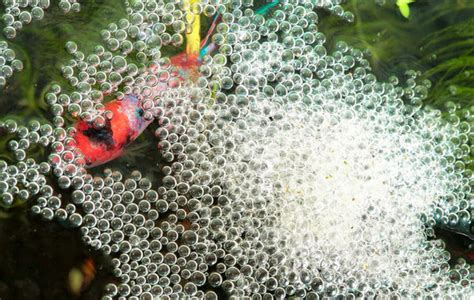 Betta Fish Eggs 101: Size, Appearance, Hatching Time & More – Wild ...