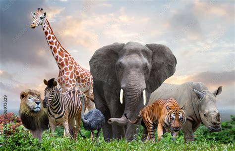 group of wildlife animals in the jungle together Stock Photo | Adobe Stock