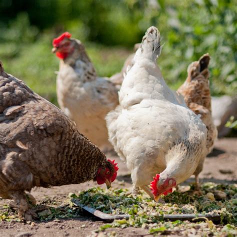 A Beginners Guide To Feeding Your Backyard Chickens