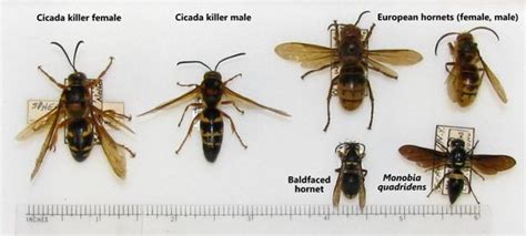 Cicada Killer Wasp | NC State Extension Publications