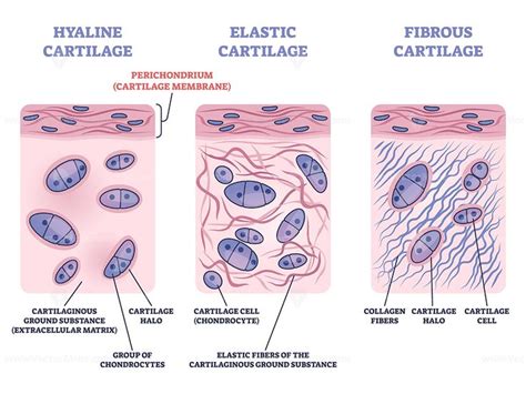 Perichondrium as hyaline and elastic cartilage membrane outline diagram ...