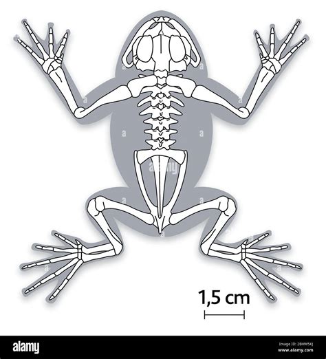 Frog Skeleton Sticker | ubicaciondepersonas.cdmx.gob.mx