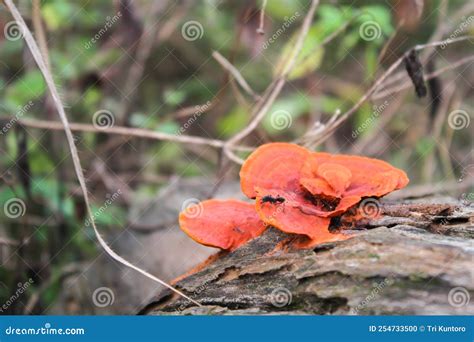 The Orange Fungus Pycnoporus Sanguineus Grows on Dry Wood. Stock Photo ...