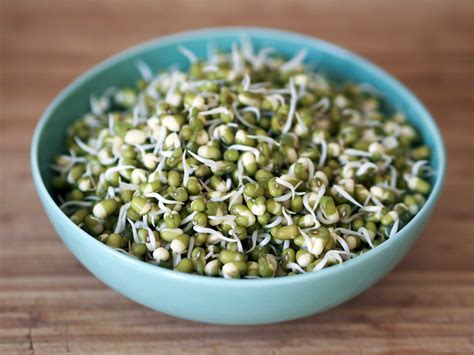 Mung Bean Sprouts Fact, Health Benefits & Nutritional Value