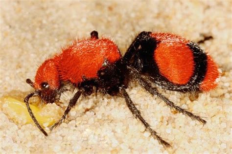 Red Velvet Ant Habitat - Animal Spot