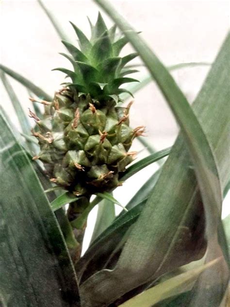 Pineapple Plant Care - Complete Grow Guide! – Mod and Mint Plant Care