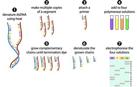 2 The Sanger sequencing method in 7 steps. (1) The dsDNA fragment is ...