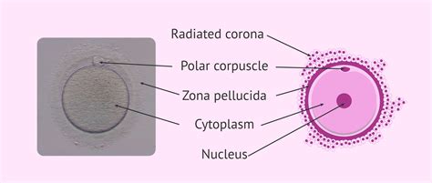 What is an Oocyte?