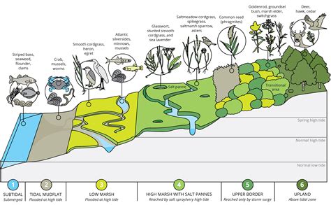 Salt Marsh Diagram