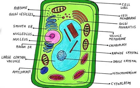 The Plant Cell Diagram - CBSE Class Notes Online - Classnotes123