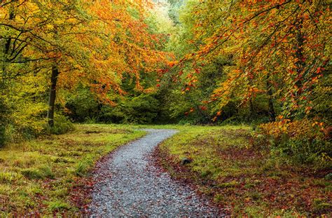 forests, Autumn, Trail, Nature Wallpapers HD / Desktop and Mobile ...