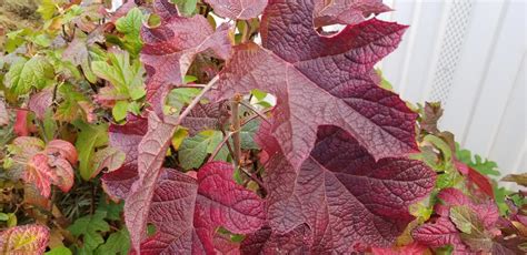 Ruby Slippers Oakleaf Hydrangea - Maples N More Nursery