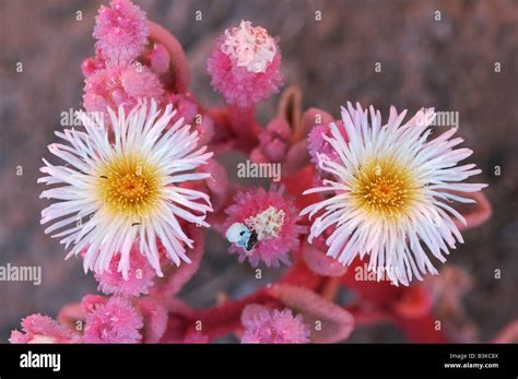 Namib desert bloom hi-res stock photography and images - Alamy