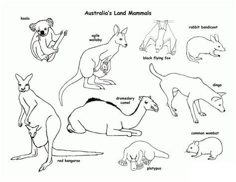 Coloring Pages Of Australian Animals