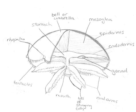 A Jellyfish Anatomy Primer: By Popular Demand