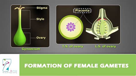 Where Are Gametes Produced In Plants