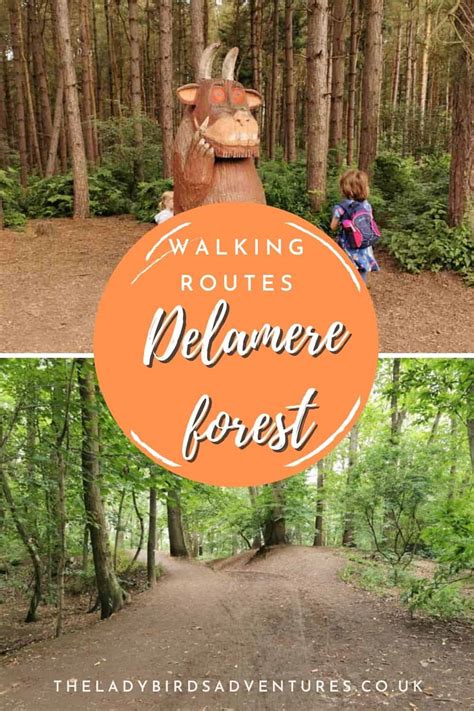 Everything you need to know about Delamere forest walks