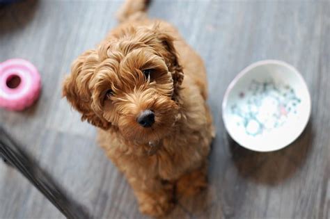 Maltipoo - Maltese Poodle Mix - Animal Corner