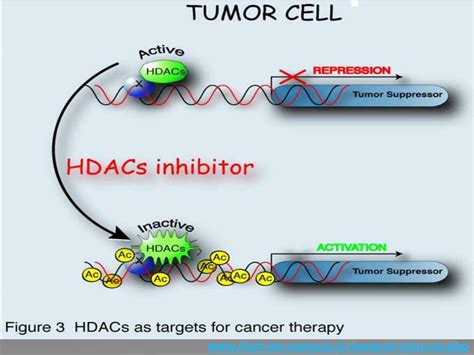 PPT - Anticancer therapy: Histone Deacetylase Inhibitors PowerPoint ...