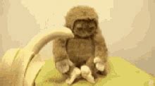 Monkey Eat Banana GIFs | Tenor