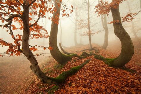 Foggy Autumn Forest Pictures, Photos, and Images for Facebook, Tumblr ...