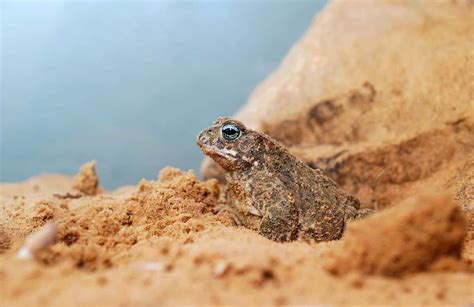 40 Fascinating Toad Facts