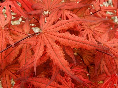 Buy Acer palmatum 'Purple Ghost' Japanese Maple — Mr Maple │ Buy ...