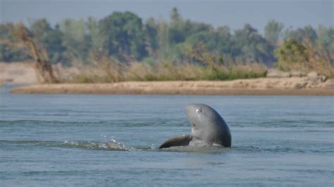 Irrawaddy Dolphin Conservation - JAYAKIRI Angkor Travel & Tours