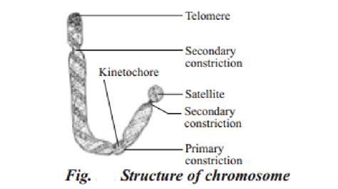 Structure of chromosome