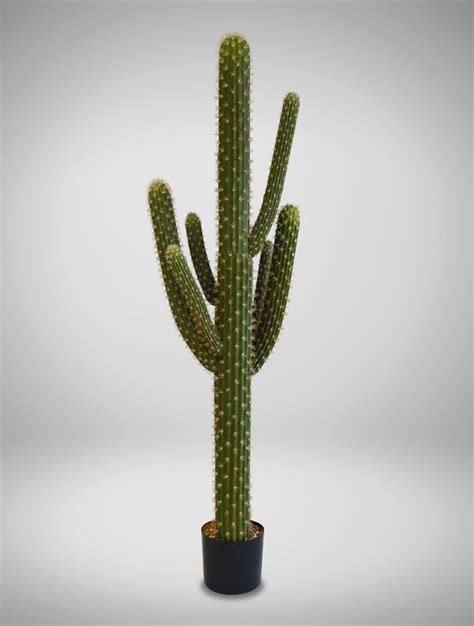 Cactus Saguaro Tall - West Coast Event Productions, Inc.