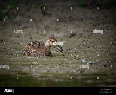 Cute little duck in mud Stock Photo - Alamy